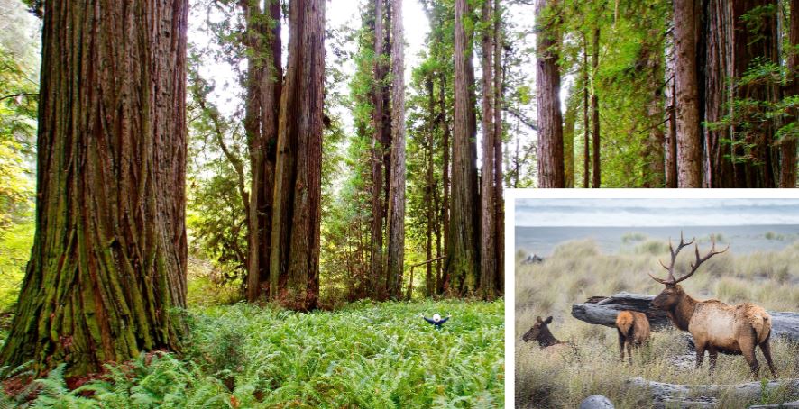 Prairie Creek Redwoods State Park