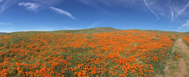 Antelope Valley Poppy Reserve