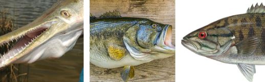 Lake gaston fish