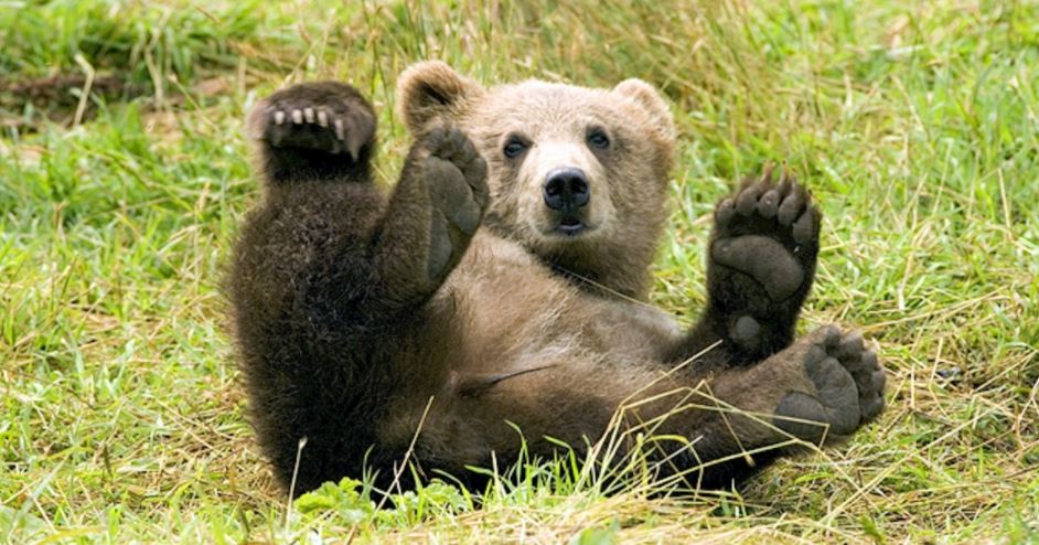 bear playing in grass