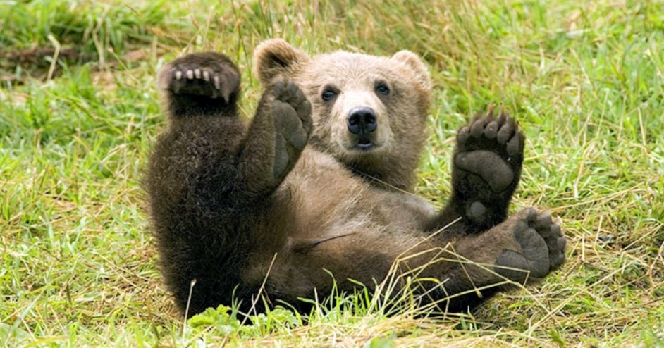 bear playing in grass