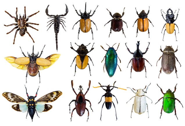 different types of bugs