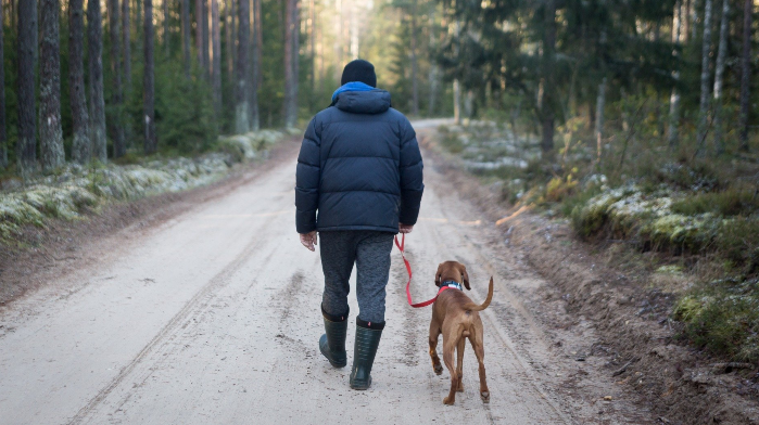 camp with dogs