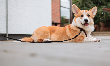 dog on leash