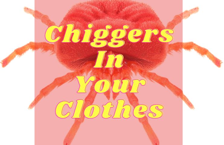 chigger