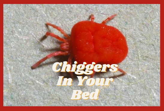 chiggers in bed