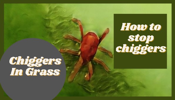 chiggers in grass