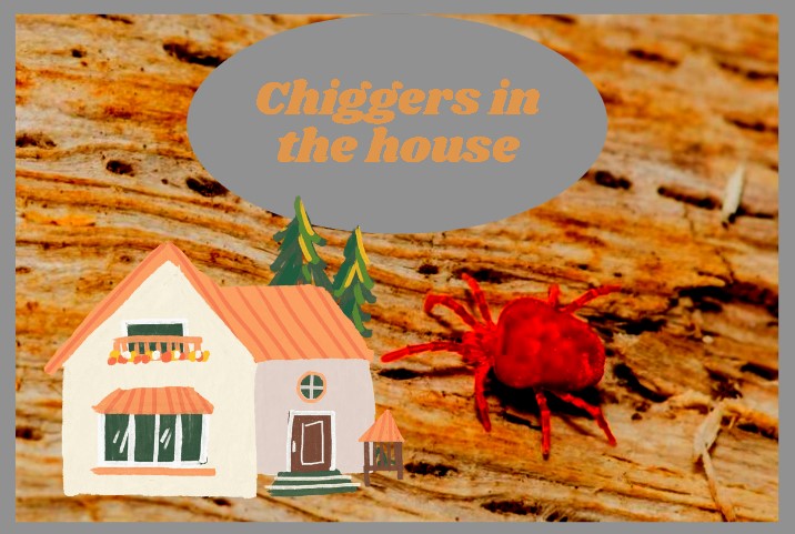 chiggers in the house