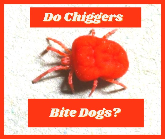 chiggers on dogs