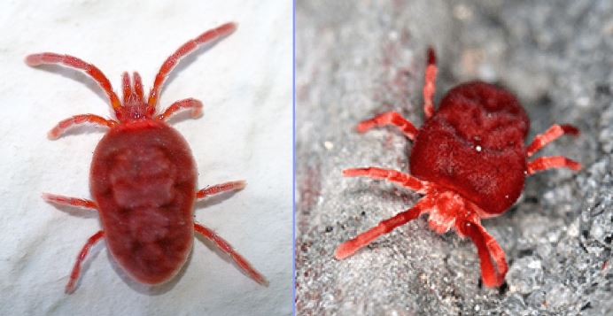 how do chiggers look