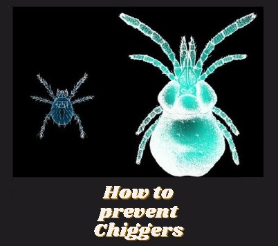 preventing chiggers