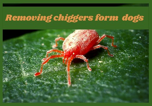 remove chiggers from dogs