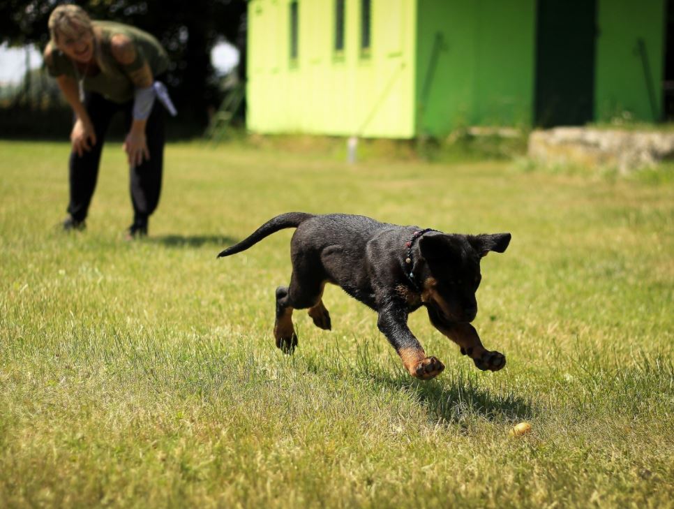 dog playing outdoors