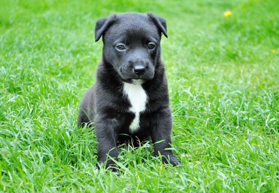 black puppy in grass