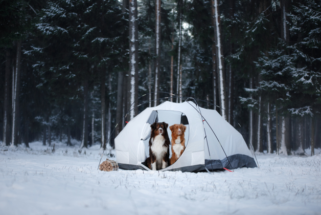 two dogs in a winter tent